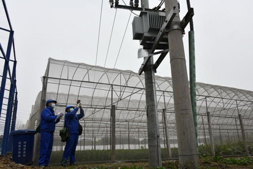 徹底解決大頭菜加工廠用電問題 國網自貢供電公司為鄉村振興農產品企業 送電